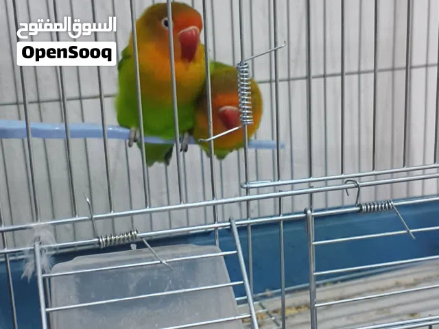 جوز ببغاء فيشر +قفص جديد