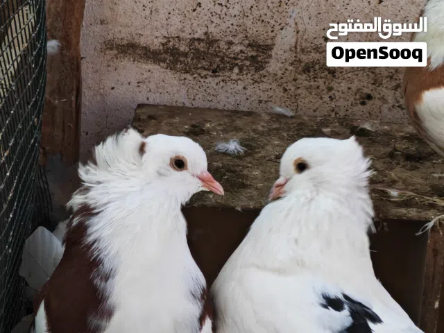 حمام هجين بين فراشي انجليزي و نمساوي