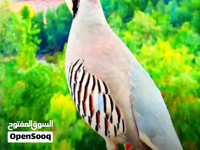 جوز حجل ذكر وانثى للبيع
