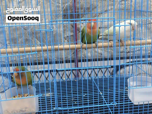 طيور غندورة للبيع