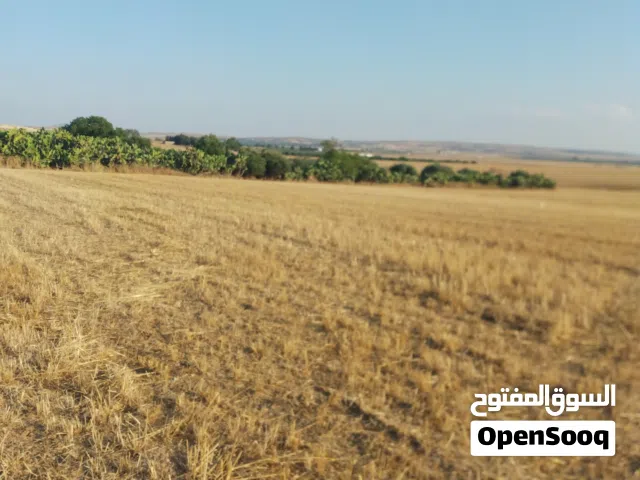 Farm Land for Sale in Beja Other