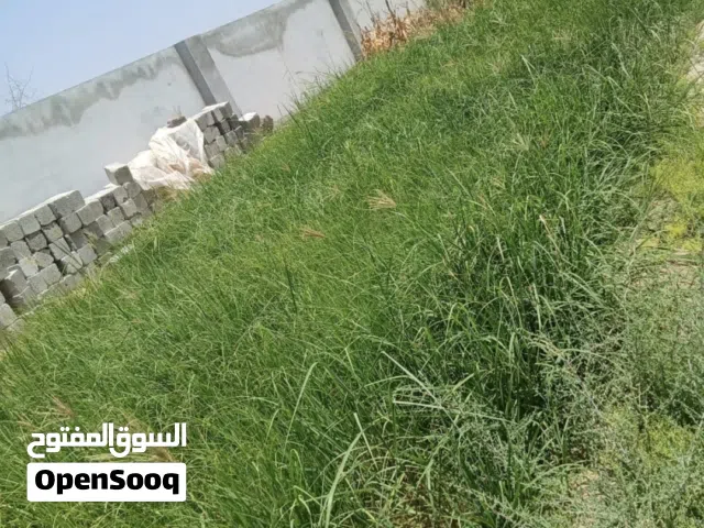 حشايش للبيع