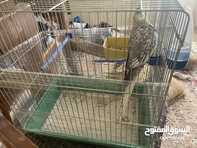 ببغاء كوتيل اليف ذكر عمره تقريباً 6اشهر