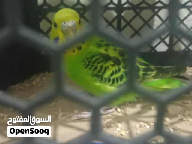 عصفور للببع