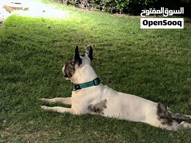 متوفر جراء فرنش بولدوج  أقرأ الوصف