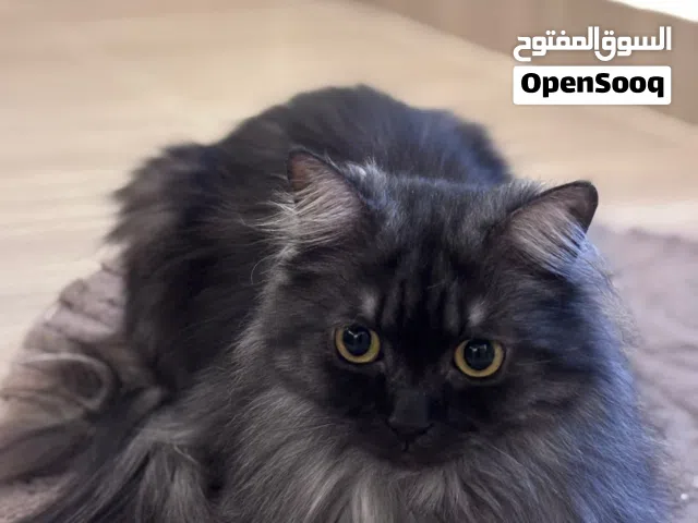 برنس للتبني اليف ومدرب على اللتر بوكس prince for adoption playfullitter box trained