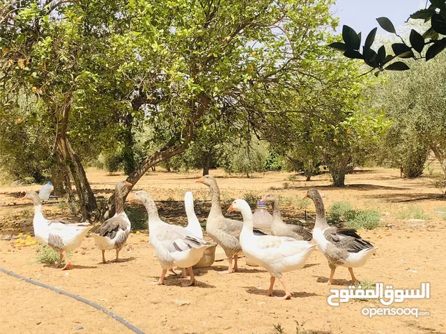 السلام عليكم وز للبيع العدد20 السعر الطرف 65د المكان طرابلس السراج