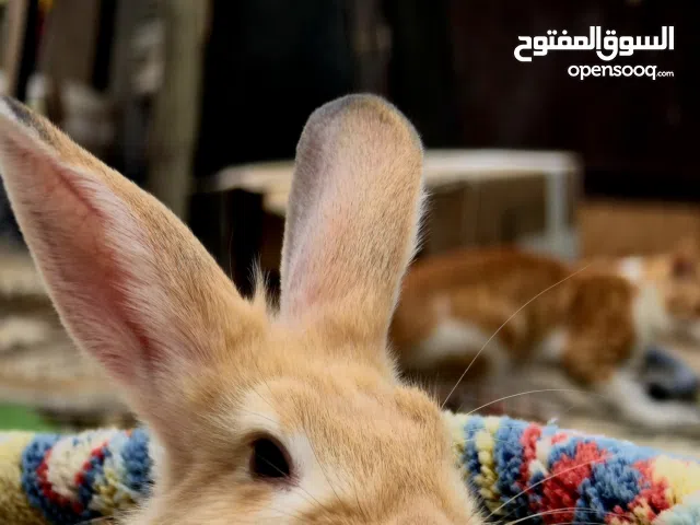 young Female rabbit