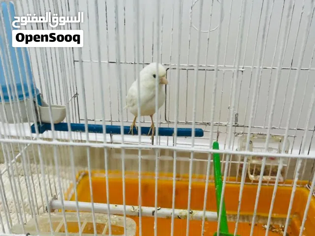 عصفور كناري للبيع