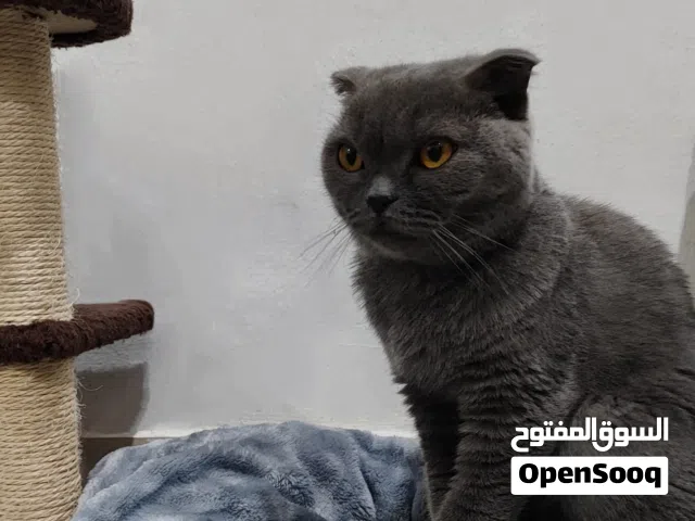 قطة اسكوتش فولد