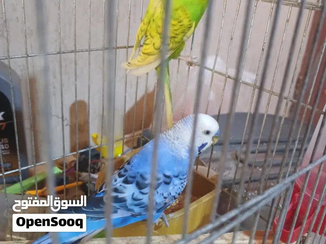 صباح الخير