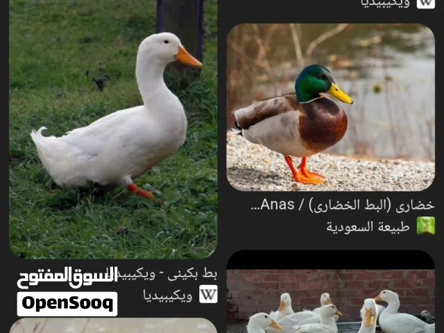 مطلوب بط بالجملة (أترزق منهن)