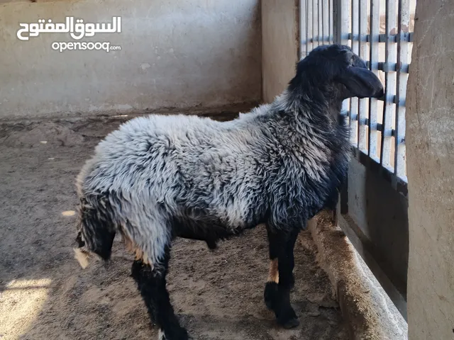 ثني صقري صلاة النبي كفاله حنا حبتين من كل جال
