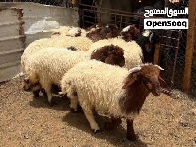 ذبايح نعيمي للبيع