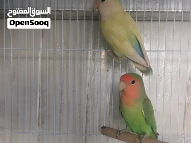 بادجي ذكور + روز