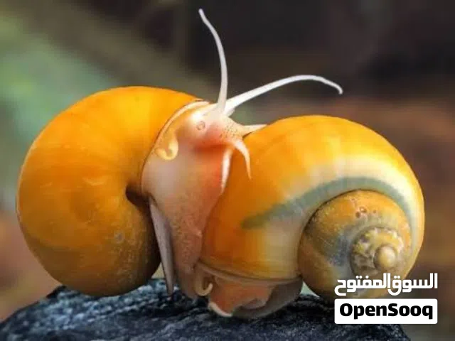 حلزونات albino apple snail