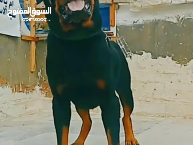 اجمل كلب روت وايل في العالم