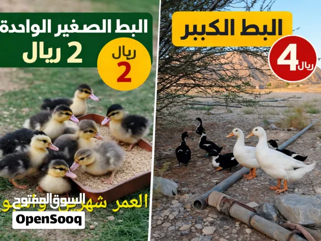 بط عمان  يتحمل البرد والحراره ومناعت قويه