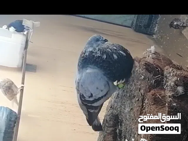 حمام كتدانو طبات من ساس طيب.