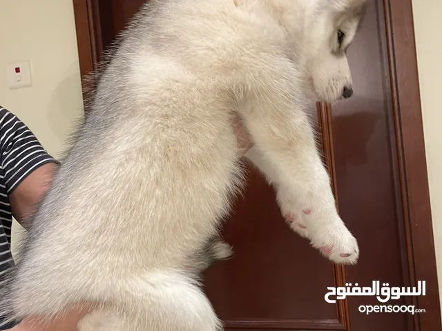 Pure bloodline 2 GIANT Husky puppies (Wolf Line) - parents imported from Russia