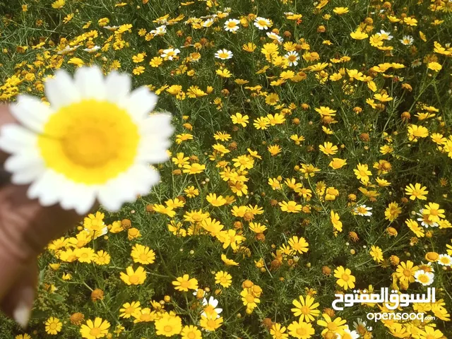 نقل اغرض بيكاب السعر حسب نوع الاغراض والمكان