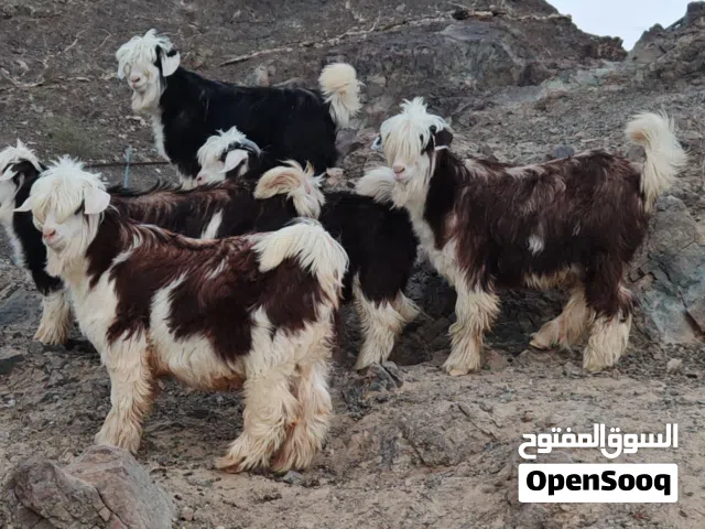 حلال الرحوب الفاخر