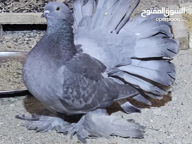 زوج حمام زينه امريكي