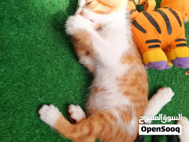 قط ذهبي ذكر صغير للتبني