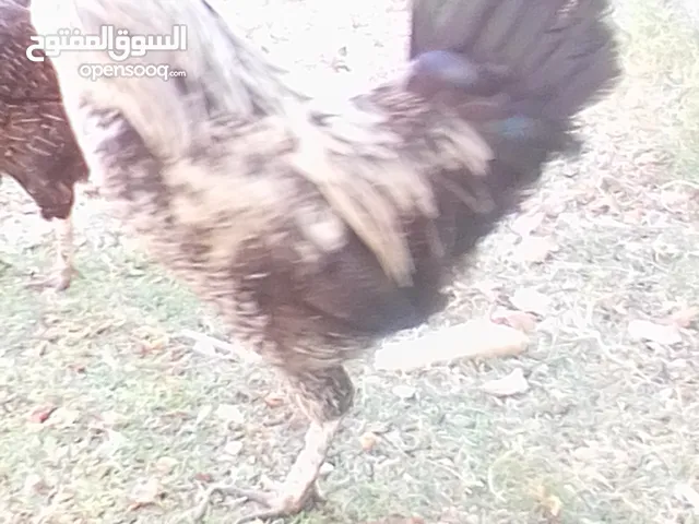 ديك عربي الله يبارك للبيع نوار فول ما شاء الله للبيع الاستفسار على الخاص يقرا وصف الاعلان
