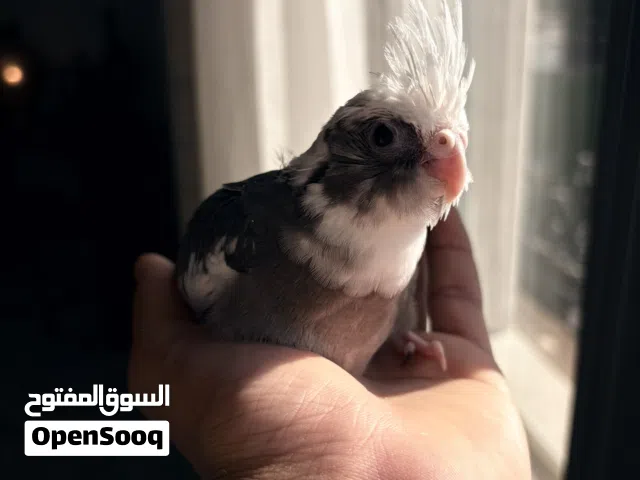 للبيع فرخين كروان انجليزي