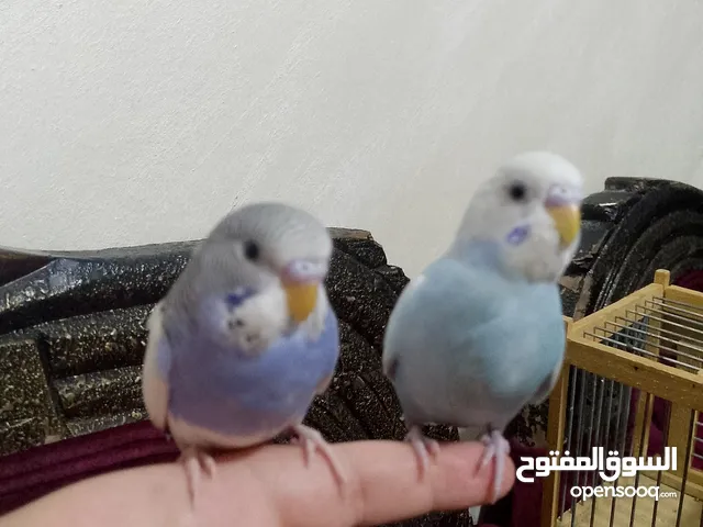 مطلوب جوز بادجي مع افراخ بسعر مناسب في ضاحيه الحاج حسن