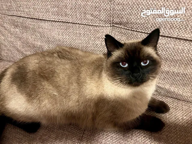 هملايا سيامي