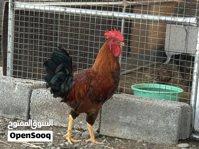 دياك عمانية أصل للبيع