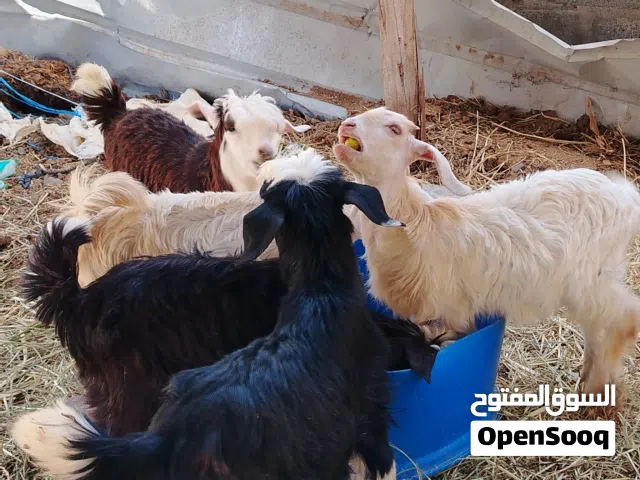 أغنام محليه
