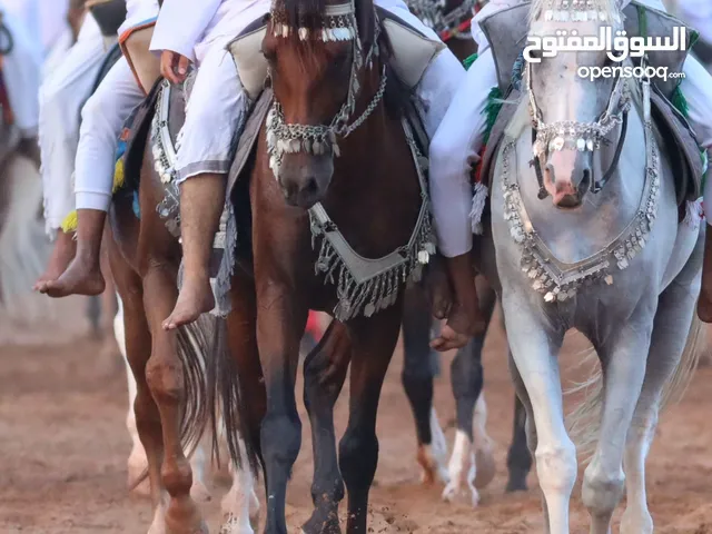 حصان عربي اصيل