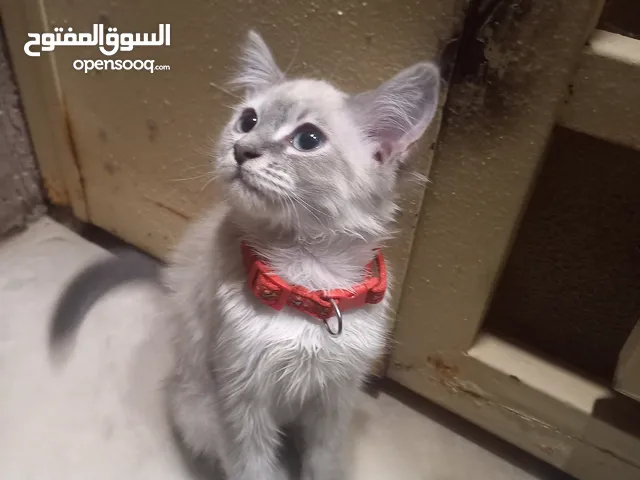 قطوسه سيامي صغيره للبيع مشاءاللة'ربي بارك العمر 4 أشهر