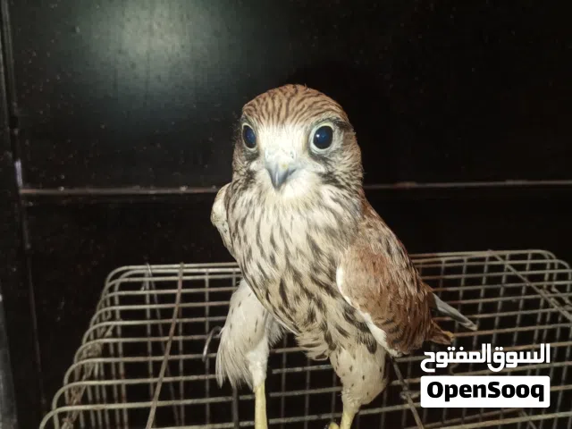 سلام عليكم تريس عندي هدا طاير نبي نعرف شن نوعه وكم يسوى