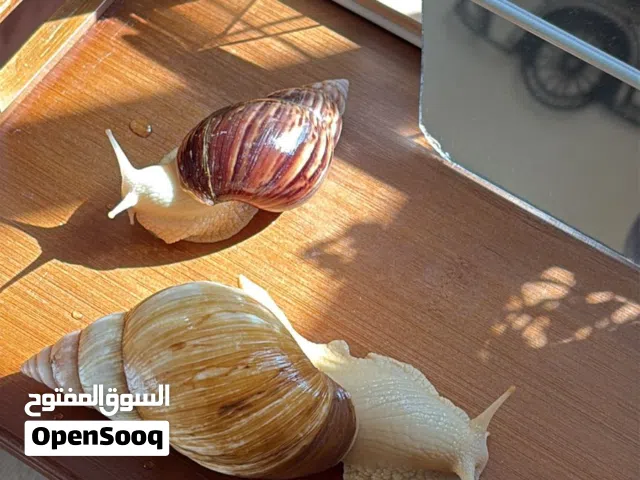 حلزون افريقي بالغ