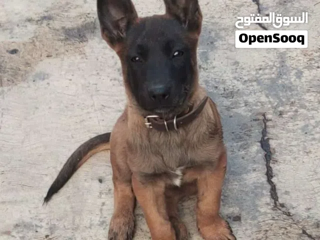 محتاج کلب للتبنی