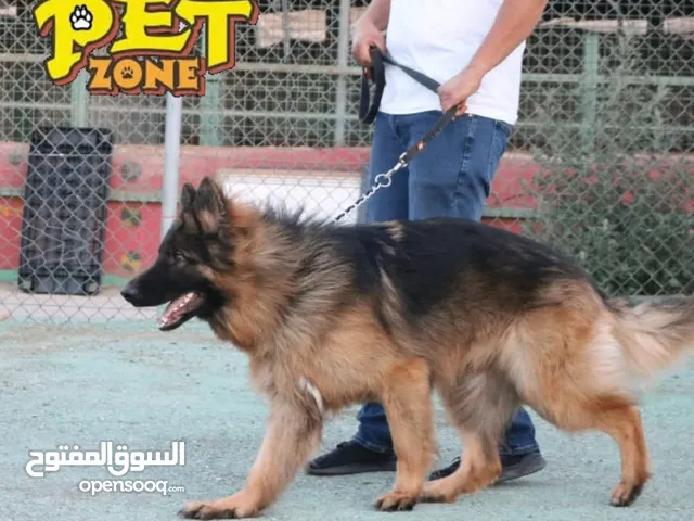 درب كلبك الآن  بأقل الاسعار من بت زون