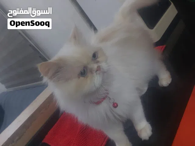 قطة هملايا لطيفه وهادئه مع جميع مستلزماتها وادواتها الموجوده بالصور عمرها سنه ونص ومعقمه