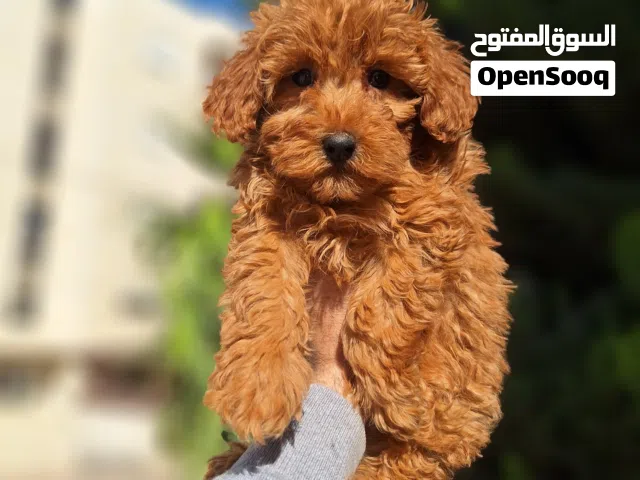 korean toy poodle T_cup جراء توي بودل كوري تيكب اصغر حجم