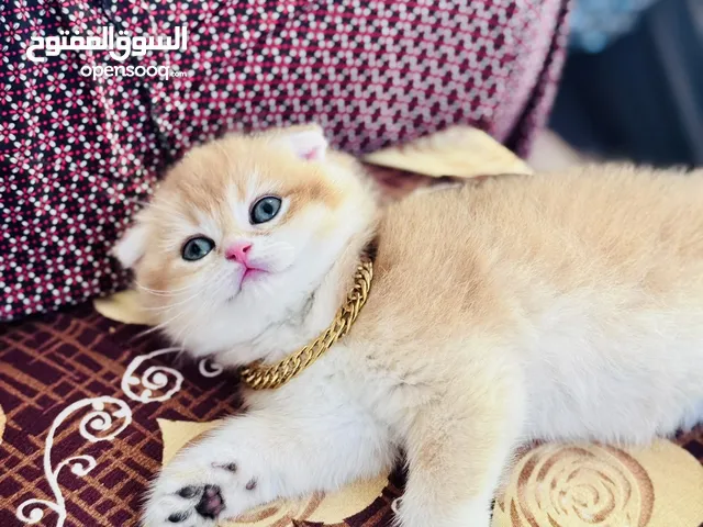كيتن جولدن بيور