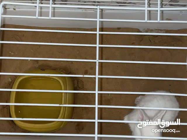 أرنب هولندي نضيف و في صحه جيده