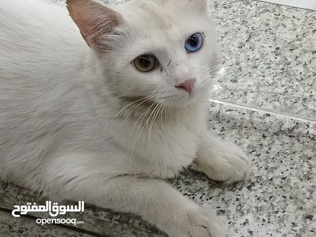 قط انغور التركي