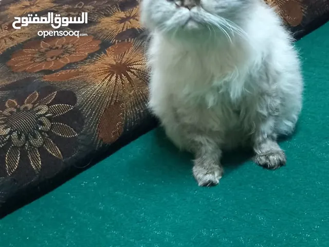 قطه هملايا للبيع