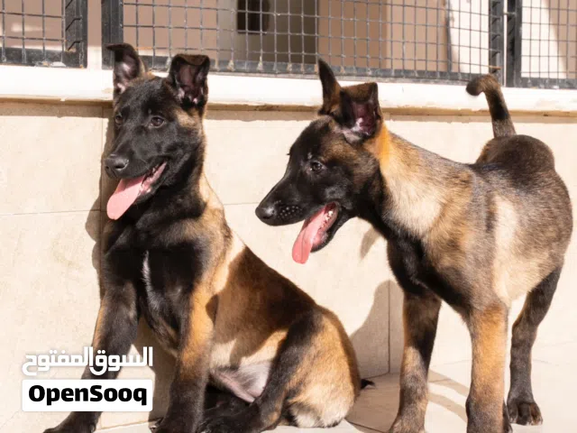 جراء بلجم مالينوا..درايف عالي.ألوان مميزه جدا  للجادّين وعشّاق القوة والتميّز.. جميع اللقاحات