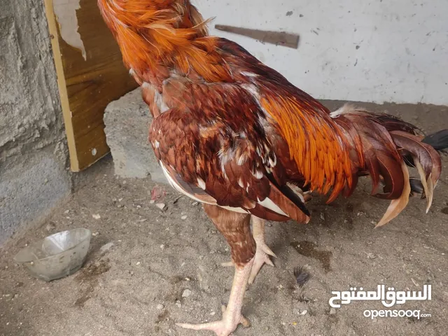 ديك بكستاني