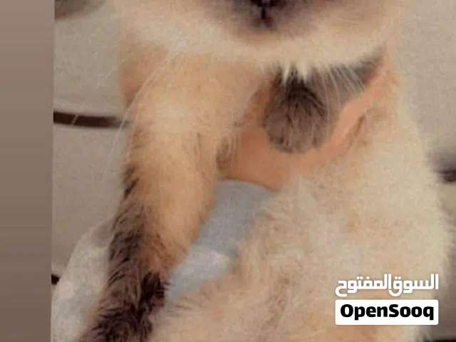 قط ذكر هملايا عمر 4 سنين