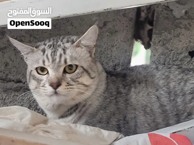 شيرازي (بسبوس) شقي